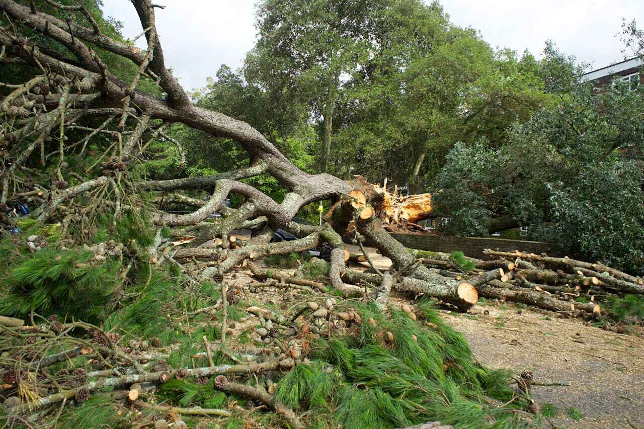 Residential Tree Removal in Ivanhoe, TX